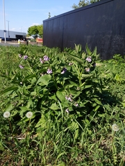 Symphytum × uplandicum