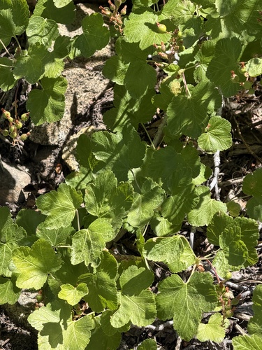 Ribes nevadense, photograph 4