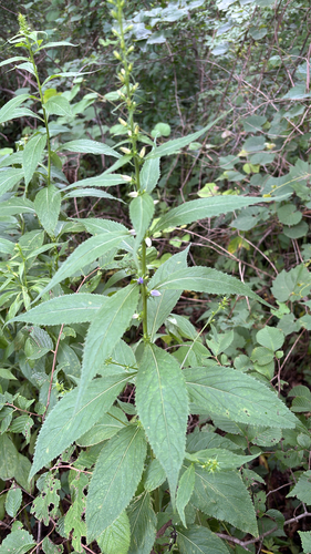 iNaturalist observation photo of tall bellflower