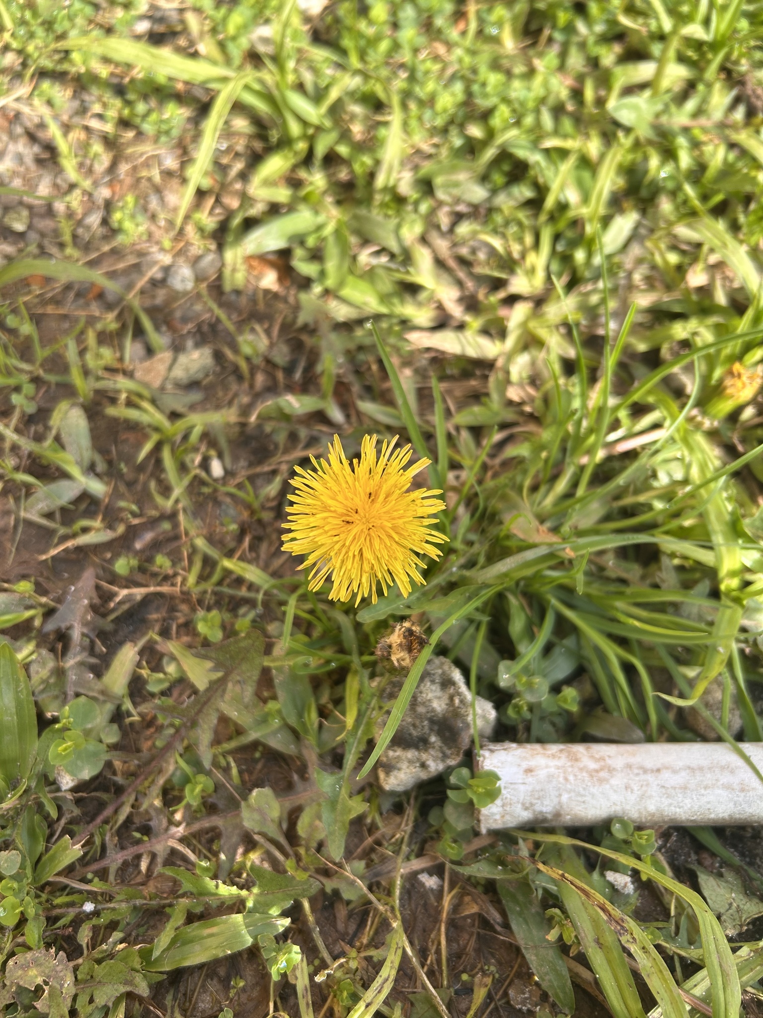 Taraxacum officinale