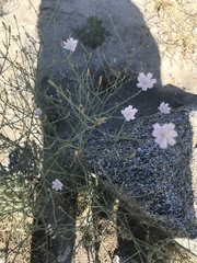 Stephanomeria exigua