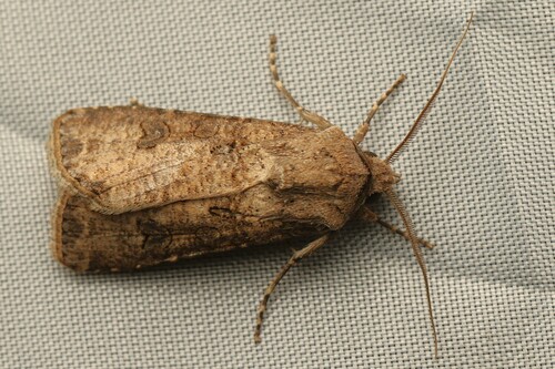 Turnip Moth