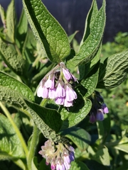 Symphytum × uplandicum