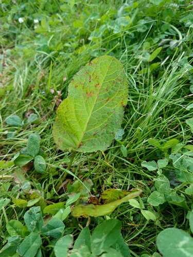 broad-leaved dock