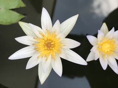 Nymphaea elegans