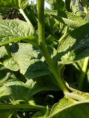 Symphytum × uplandicum