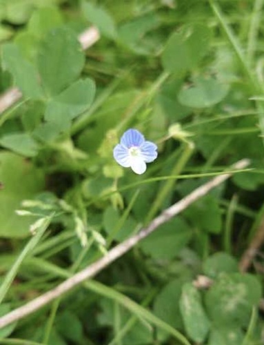 bird's-eye speedwell
