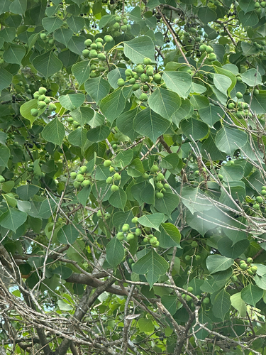 Chinese Tallow