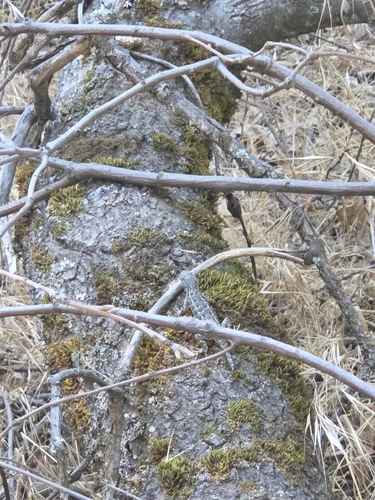 iNaturalist observation photo of Western Fence Lizard