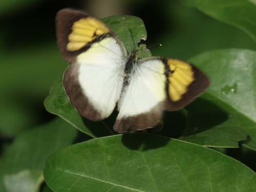 Yellow Orange Tip