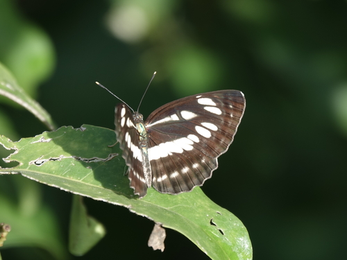 Common Sailer