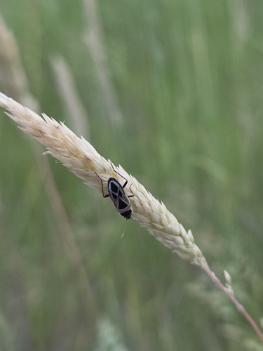 iNaturalist observation photo of Mediterranean Seed Bug