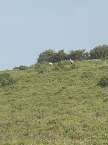 iNaturalist image