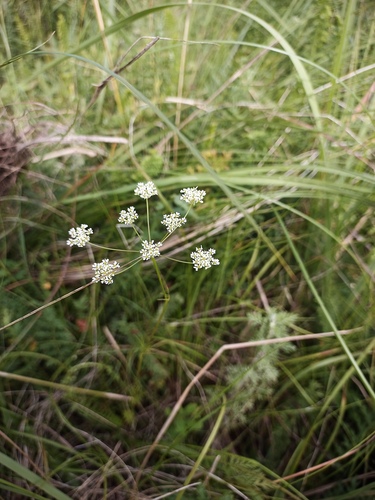 Chaerophyllum prescottii, 2026-06-25