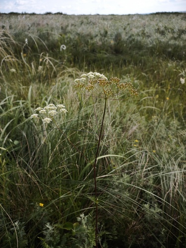 Chaerophyllum prescottii, 2026-06-25