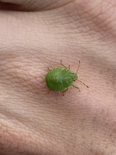 Green Shield Bug