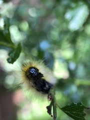 Lophocampa argentata