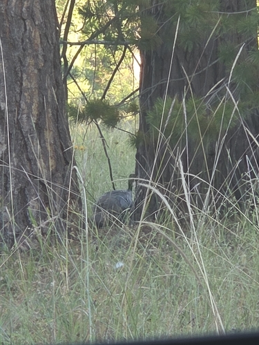 iNaturalist observation photo of Wild Turkey