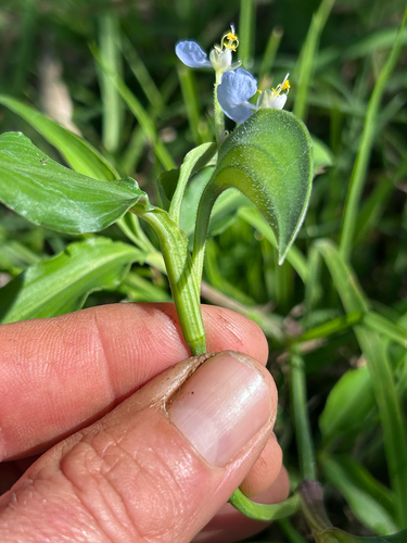 Commelina petersii (Commelina petersii)