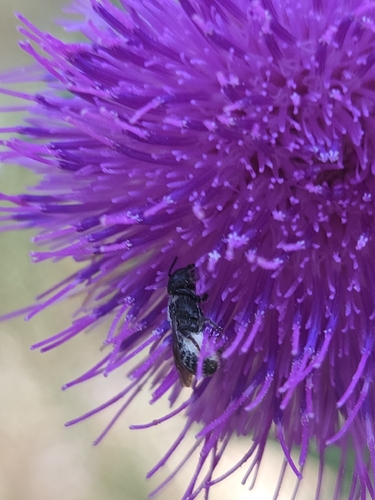iNaturalist observation photo of Mason, Leafcutter, Carder, and Resin Bees
