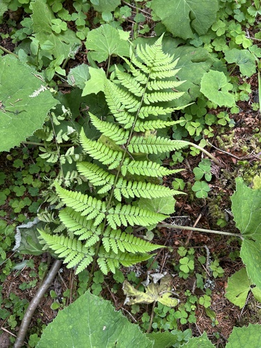 Dryopteris remota observed 2026-07-05