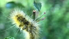 Lophocampa argentata
