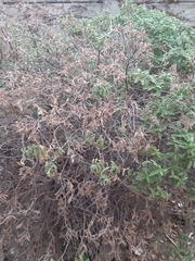 Cistus × skanbergii