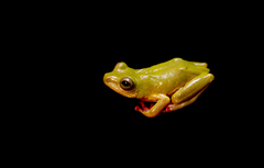 Braganca Reed Frog photo 2