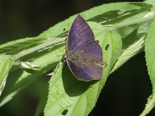 Purple Leaf Blue