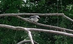 Poecile carolinensis