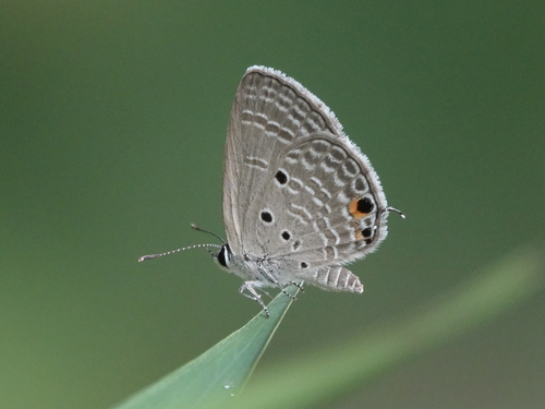 Plains Cupid
