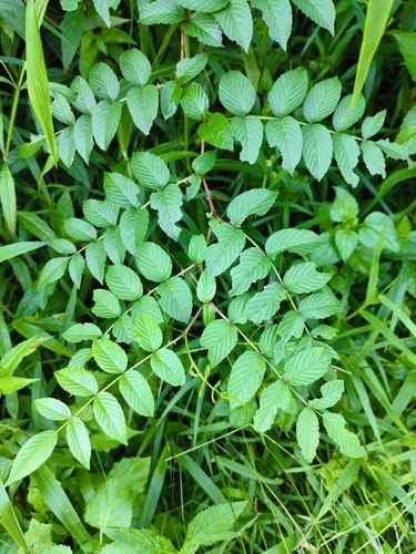 Rubus fraxinifolius