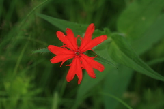 Silene fulgens