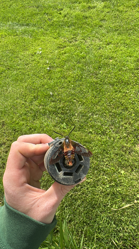 Hummingbird Clearwing