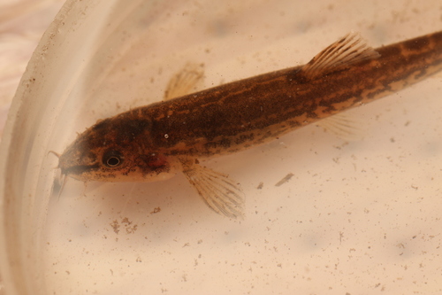 Syrian loach (Oxynoemacheilus insignis) — Nemacheilidae — 4