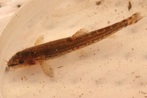 Syrian Loach
