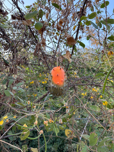 Horned Melon