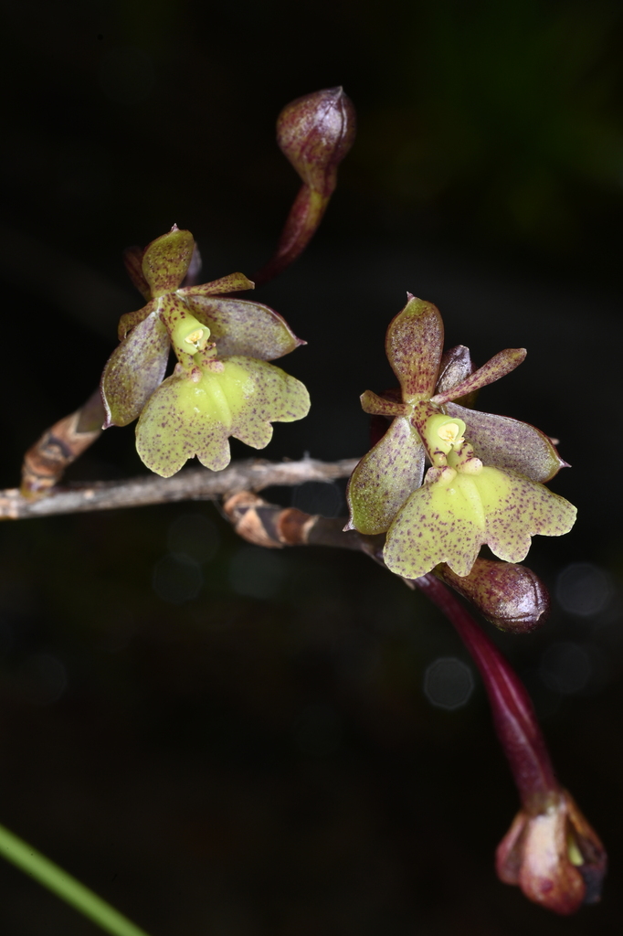 Epidendrum orchidiflorum
