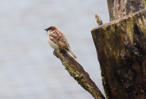 House Sparrow photographed in Delaware