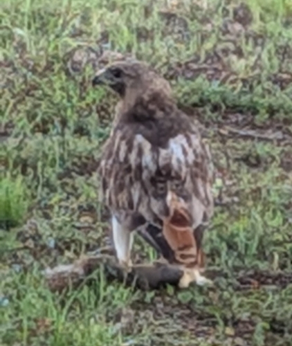 Red-tailed Hawk
