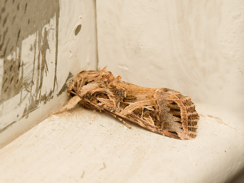 Mediterranean Brocade