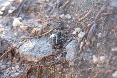 Moonlight Mountain Toadlet, Capensibufo selenophos