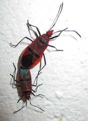 Dysdercus fasciatus