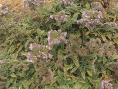 Phacelia californica, photograph (c) Noreen Weeden, some rights reserved (CC BY)