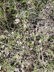 Chaetopappa bellidifolia