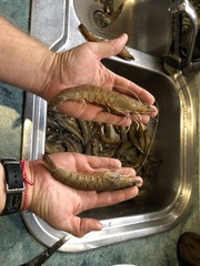 Penaeus latisulcatus