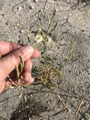 Chylismia claviformis