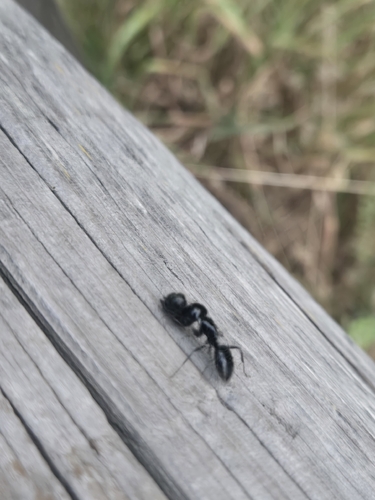 iNaturalist observation photo of Hairless Smooth Carpenter Ant