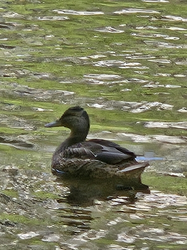 iNaturalist observation photo of Mallard