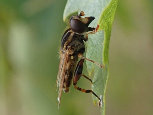 Striped Swamp Fly